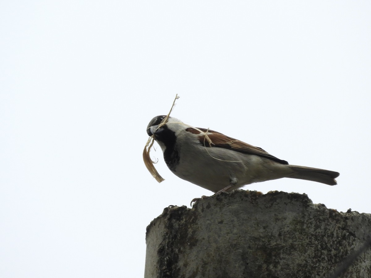 House Sparrow - ML612061577