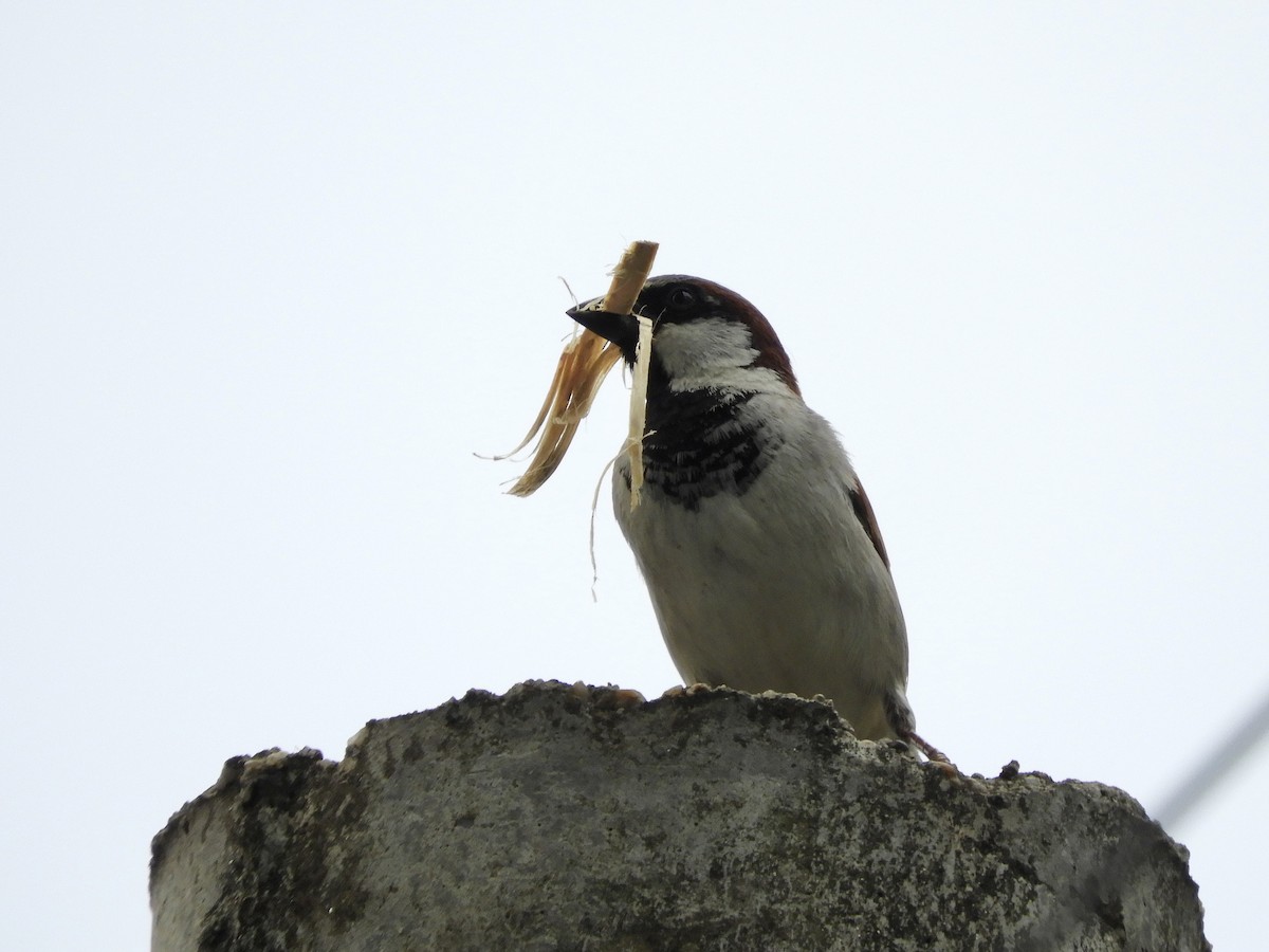 House Sparrow - ML612061579