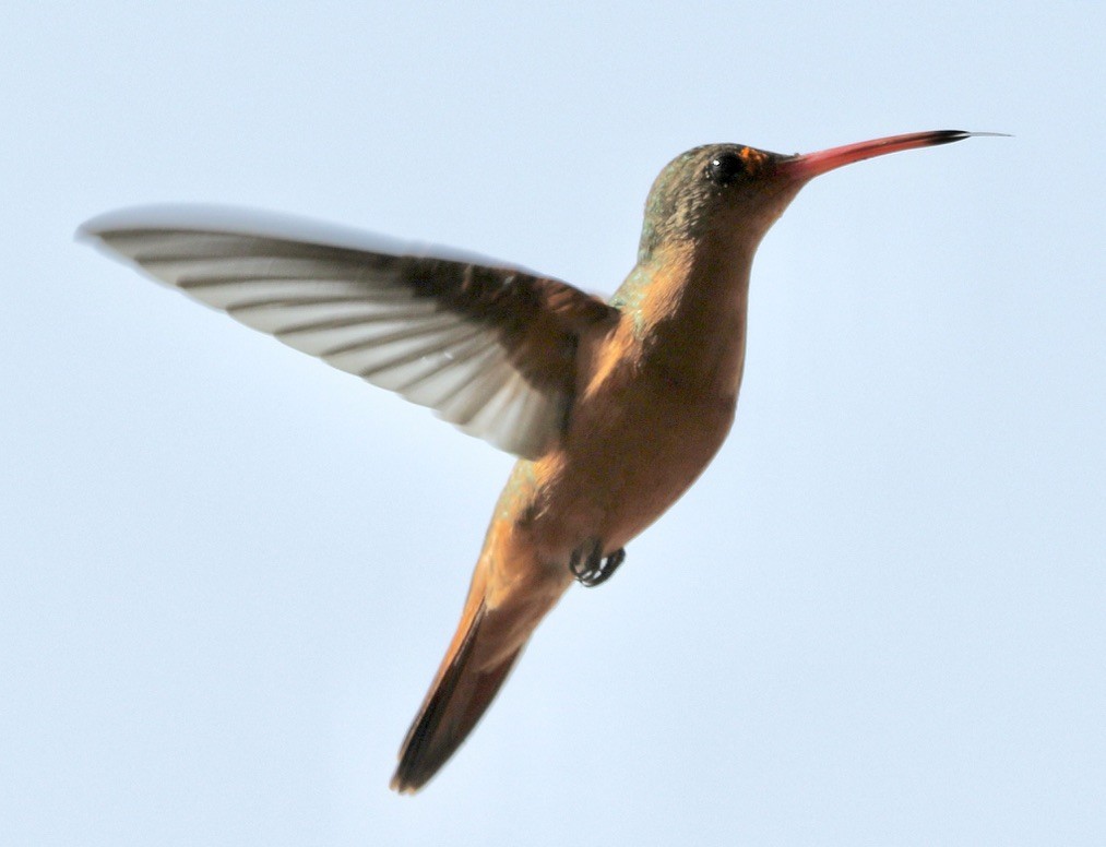 kolibřík ryšavý - ML612061585