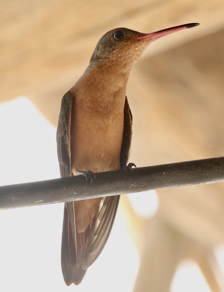 kolibřík ryšavý - ML612061590