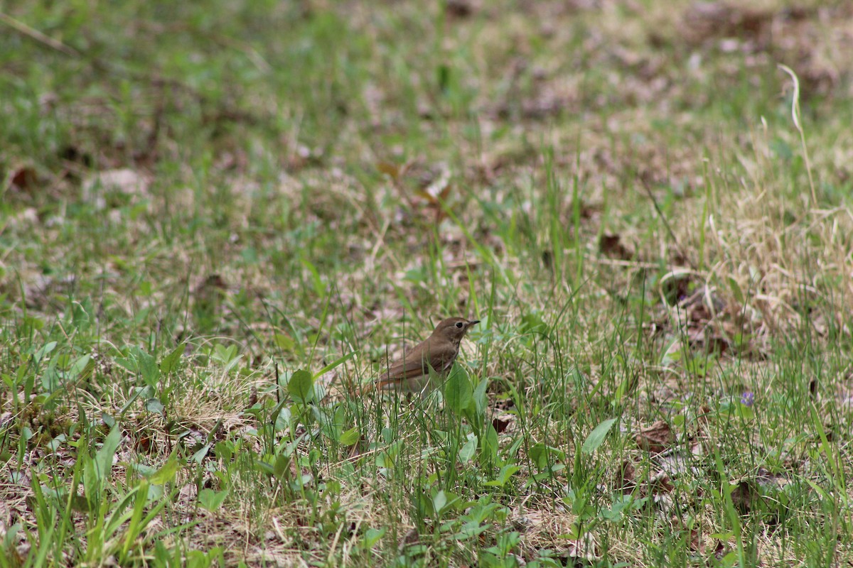 Hermit Thrush - Bruce Bacon