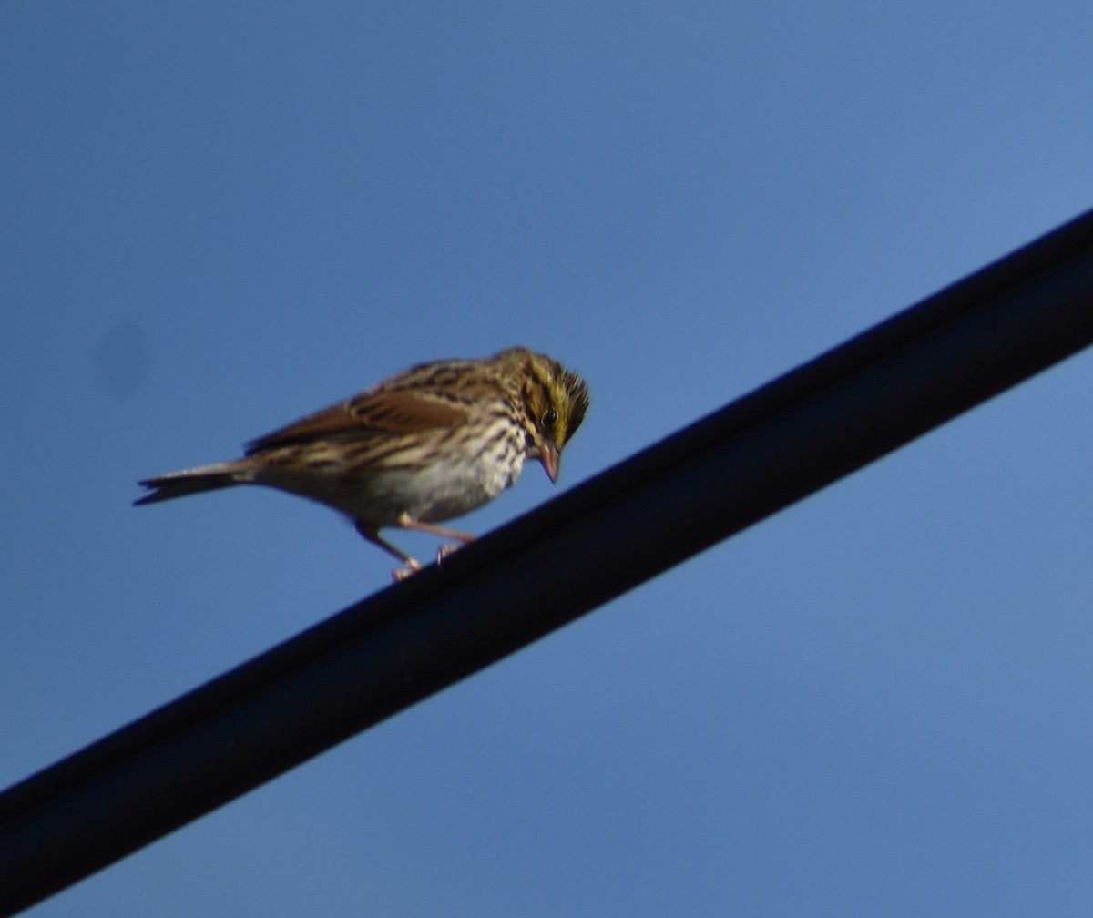 Savannah Sparrow - ML612061663