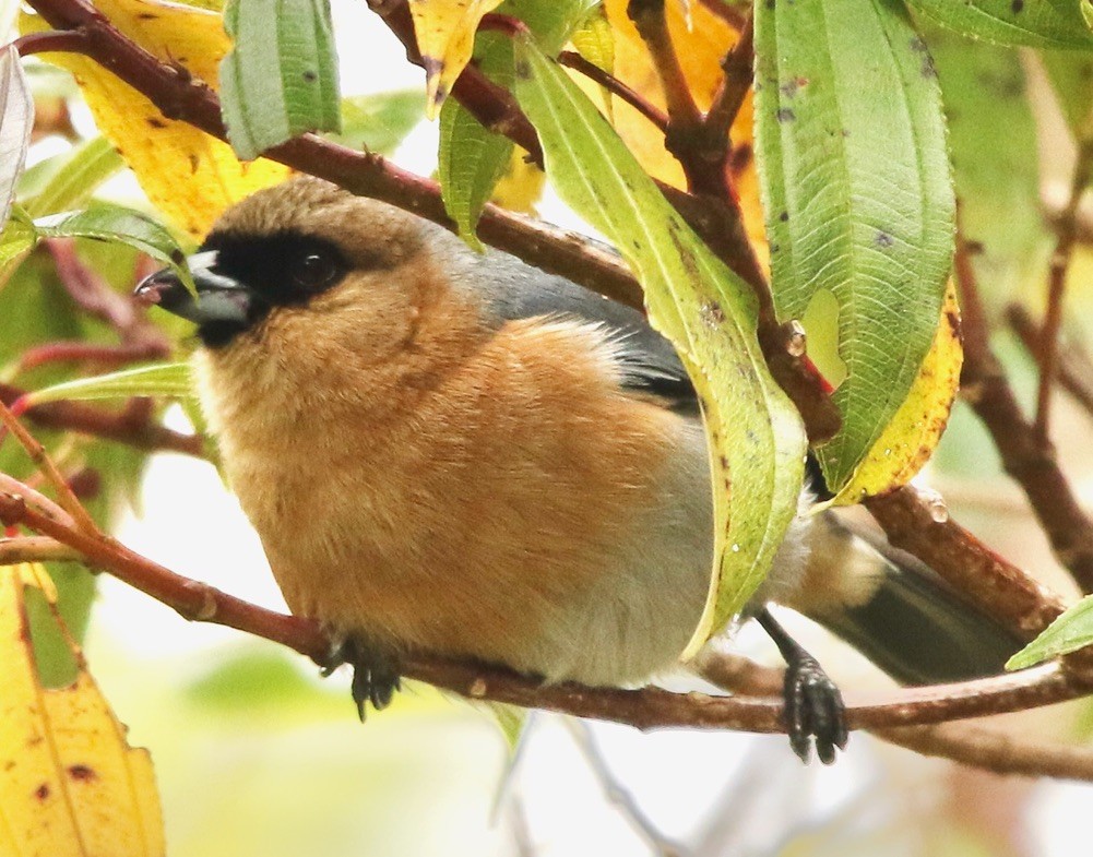 Cinnamon Tanager - Connie Lintz