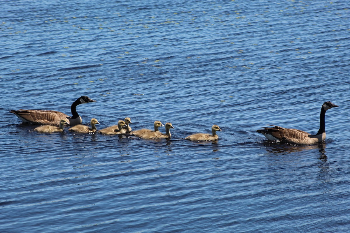 Canada Goose - ML612061679