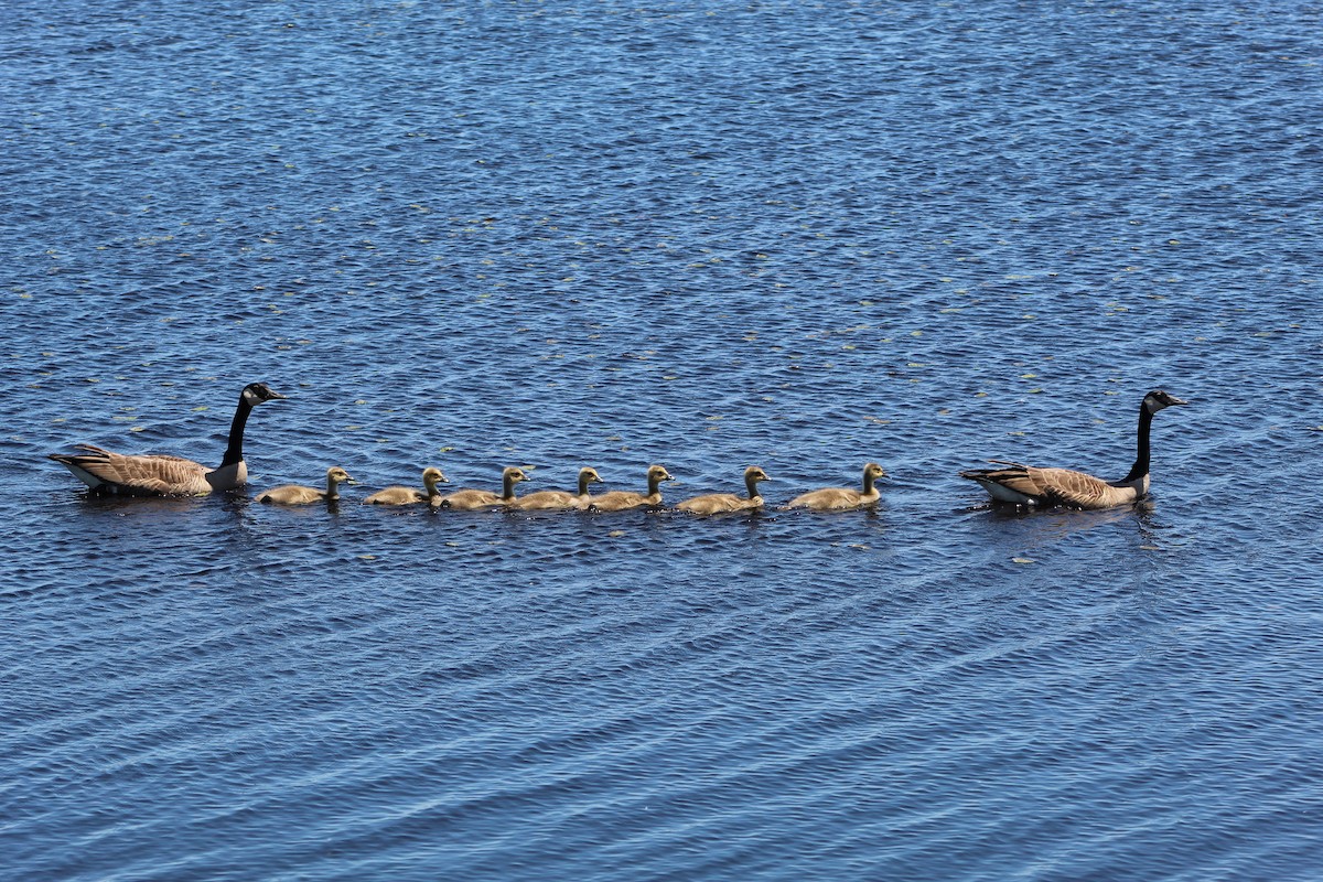 Canada Goose - ML612061693