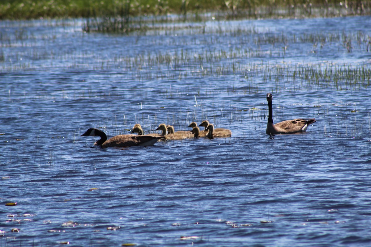 Canada Goose - ML612061697