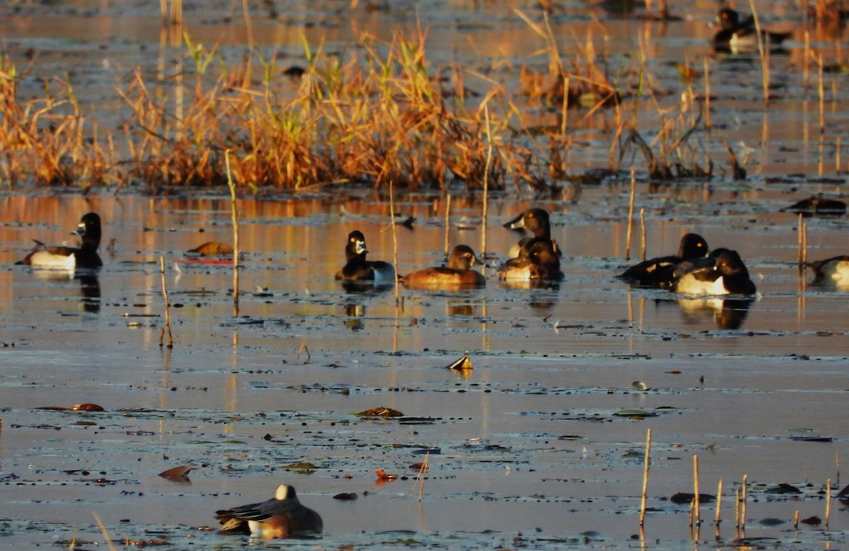 American Wigeon - ML612061702