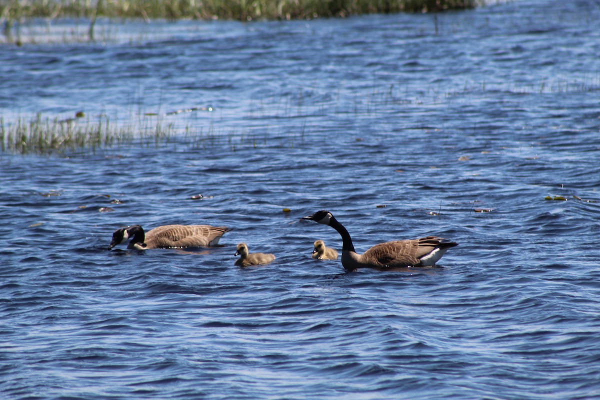 Canada Goose - ML612061711