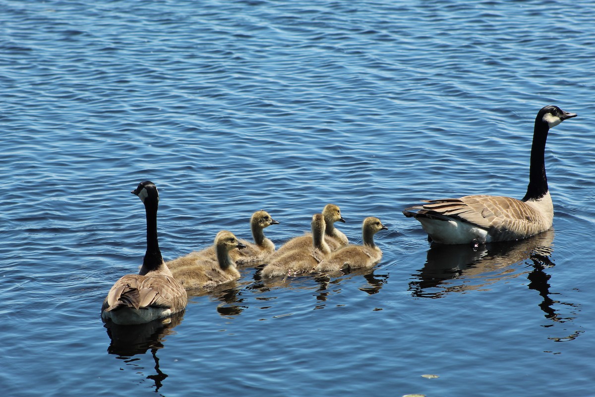 Canada Goose - ML612061744