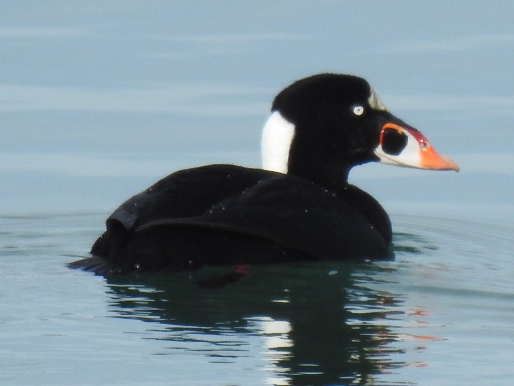 Surf Scoter - ML612061762