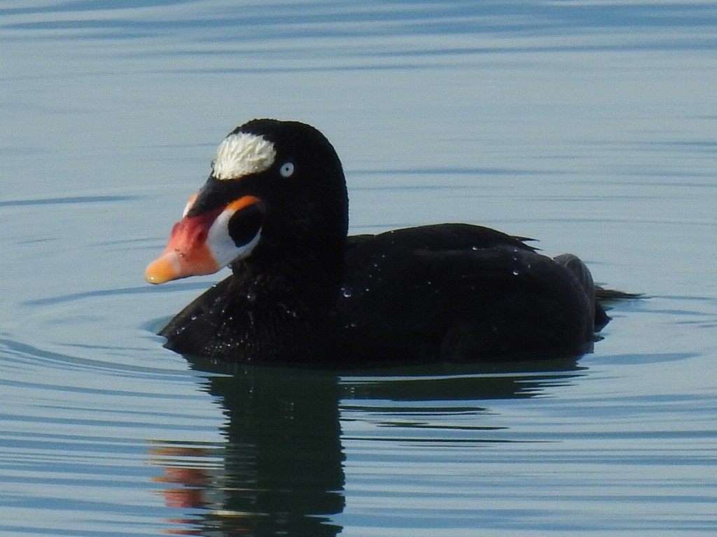 Surf Scoter - ML612061763