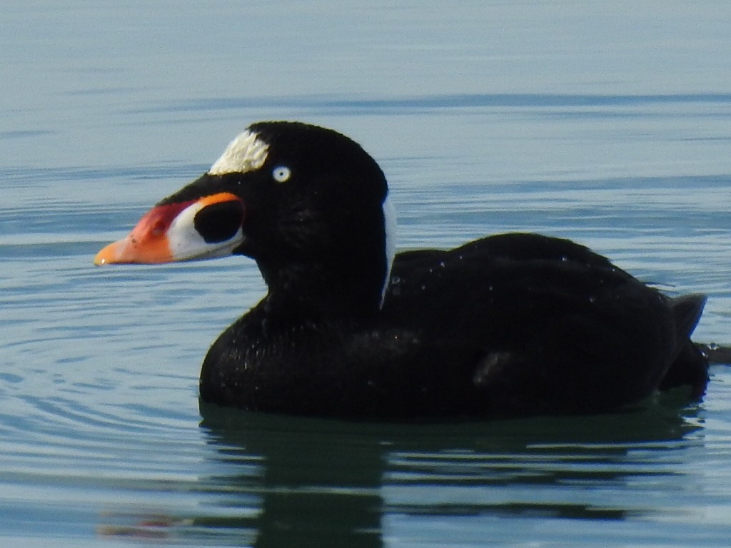 Surf Scoter - ML612061764