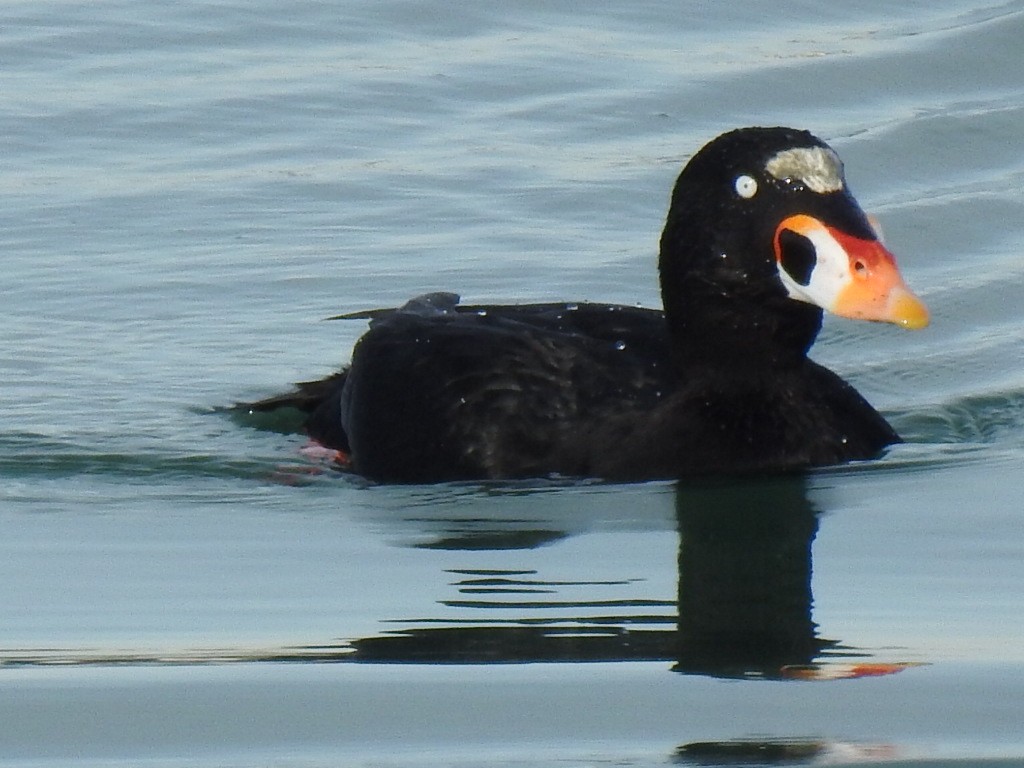 Surf Scoter - ML612061765