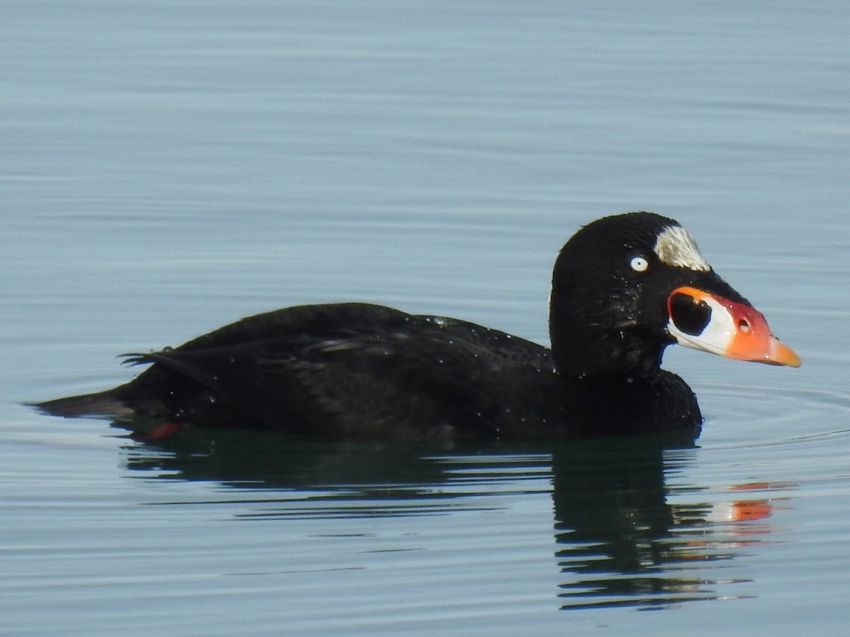 Surf Scoter - ML612061767