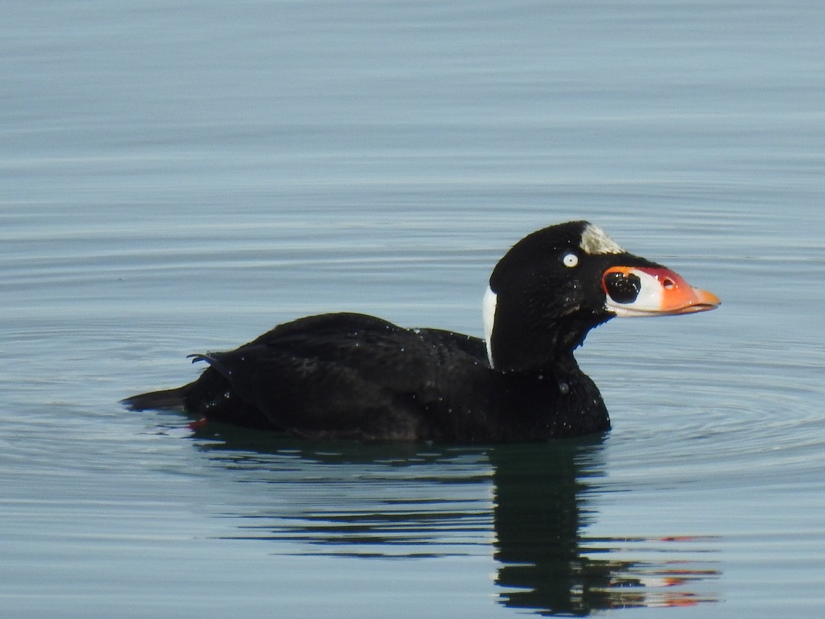 Surf Scoter - ML612061768