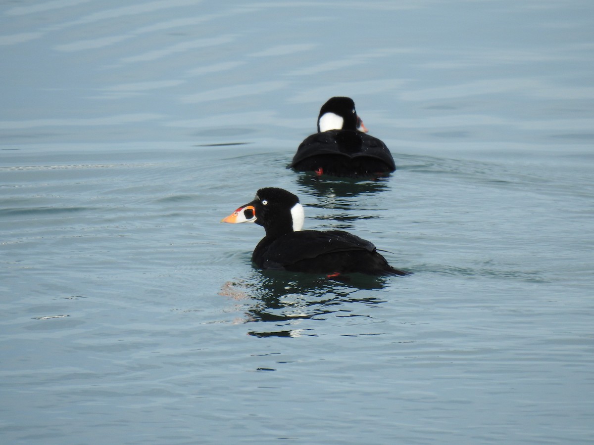 Surf Scoter - ML612061771