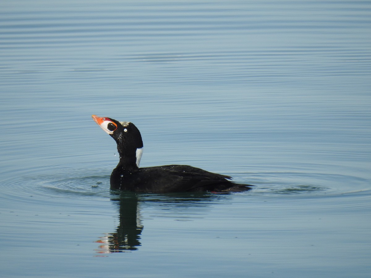 Surf Scoter - ML612061773