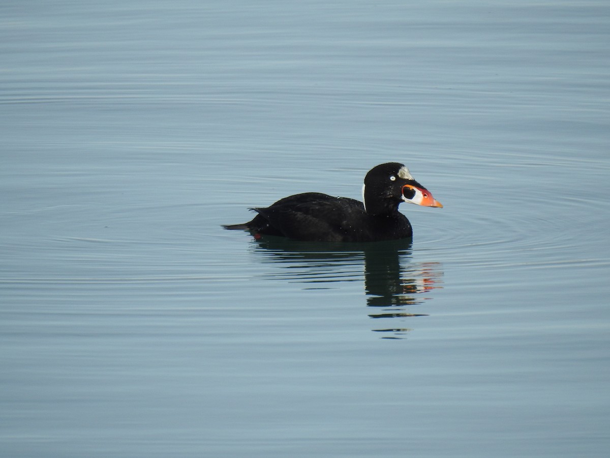 Surf Scoter - ML612061774