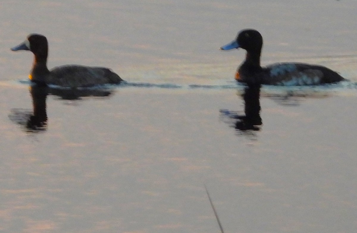 Greater Scaup - ML612061784