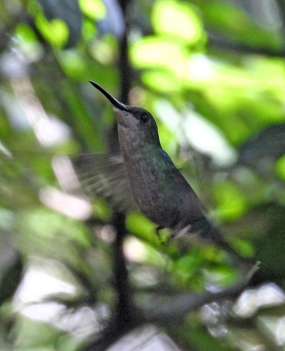 Violet-capped Woodnymph - ML612061837