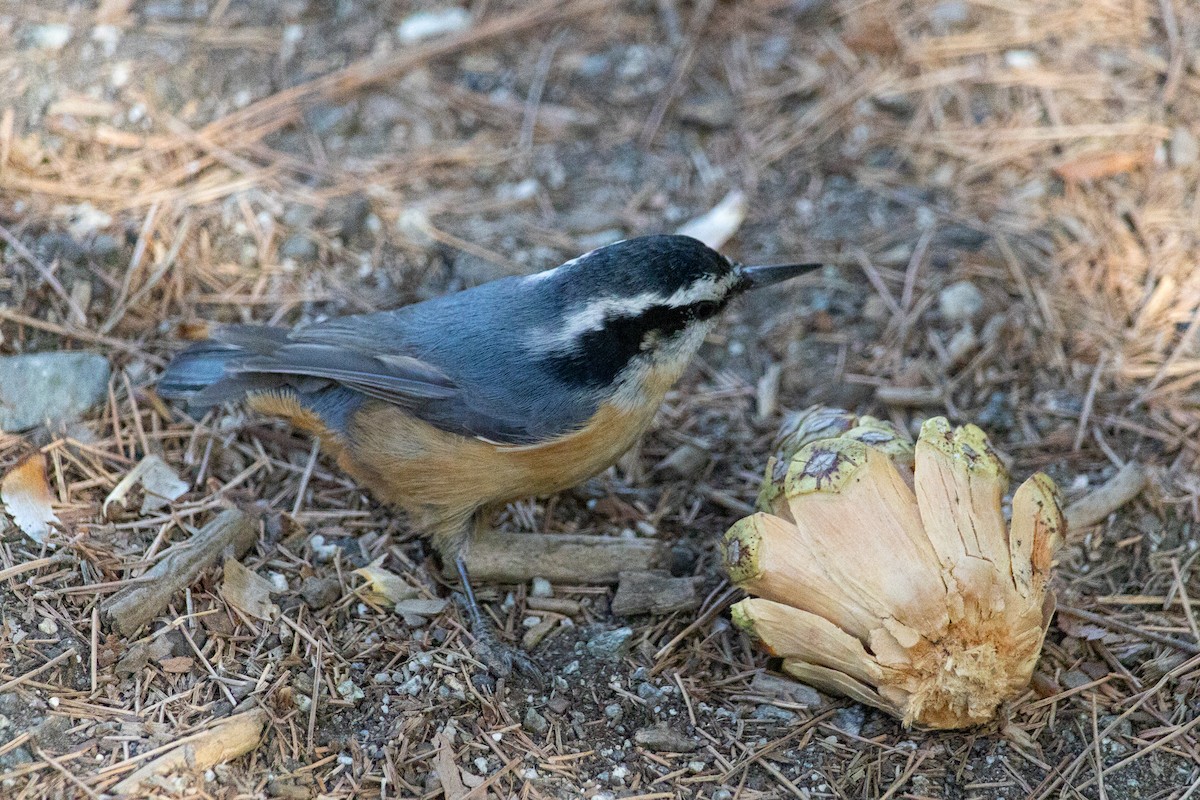 Red-breasted Nuthatch - ML612061932