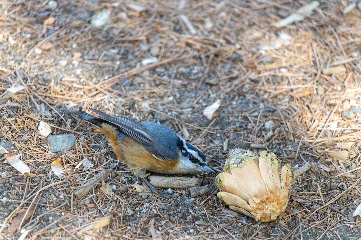 Red-breasted Nuthatch - ML612062020
