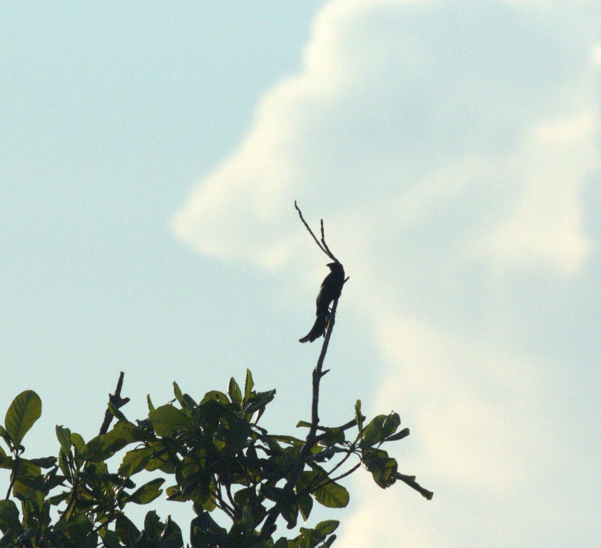 Halmahera Paradise-crow - H C