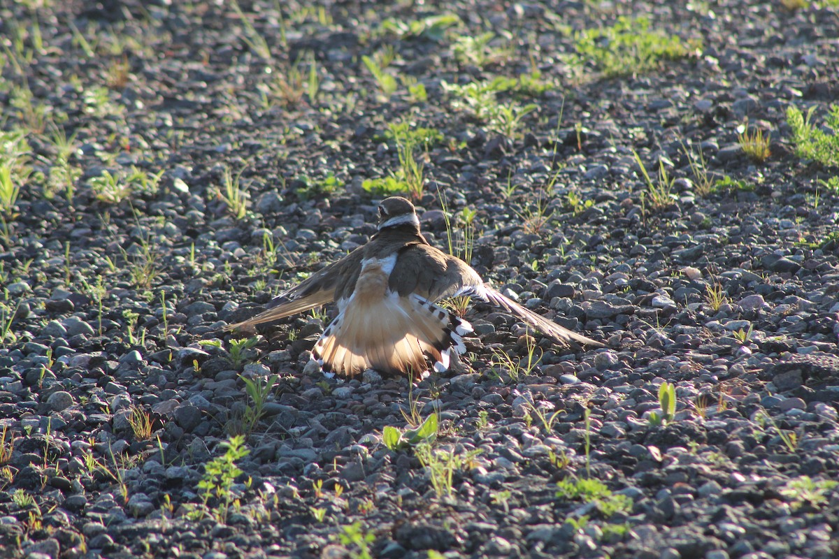 Killdeer - Bruce Bacon