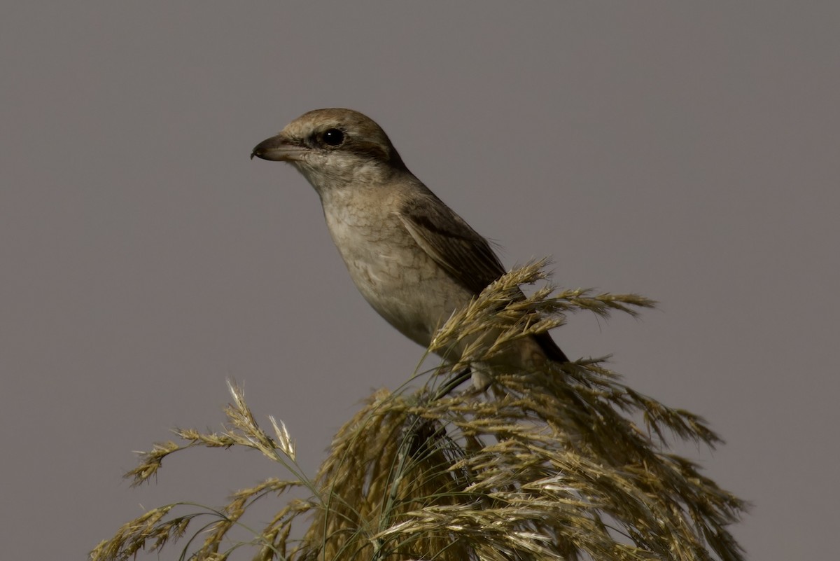 Türkistan/Moğolistan Örümcekkuşu - ML612062204