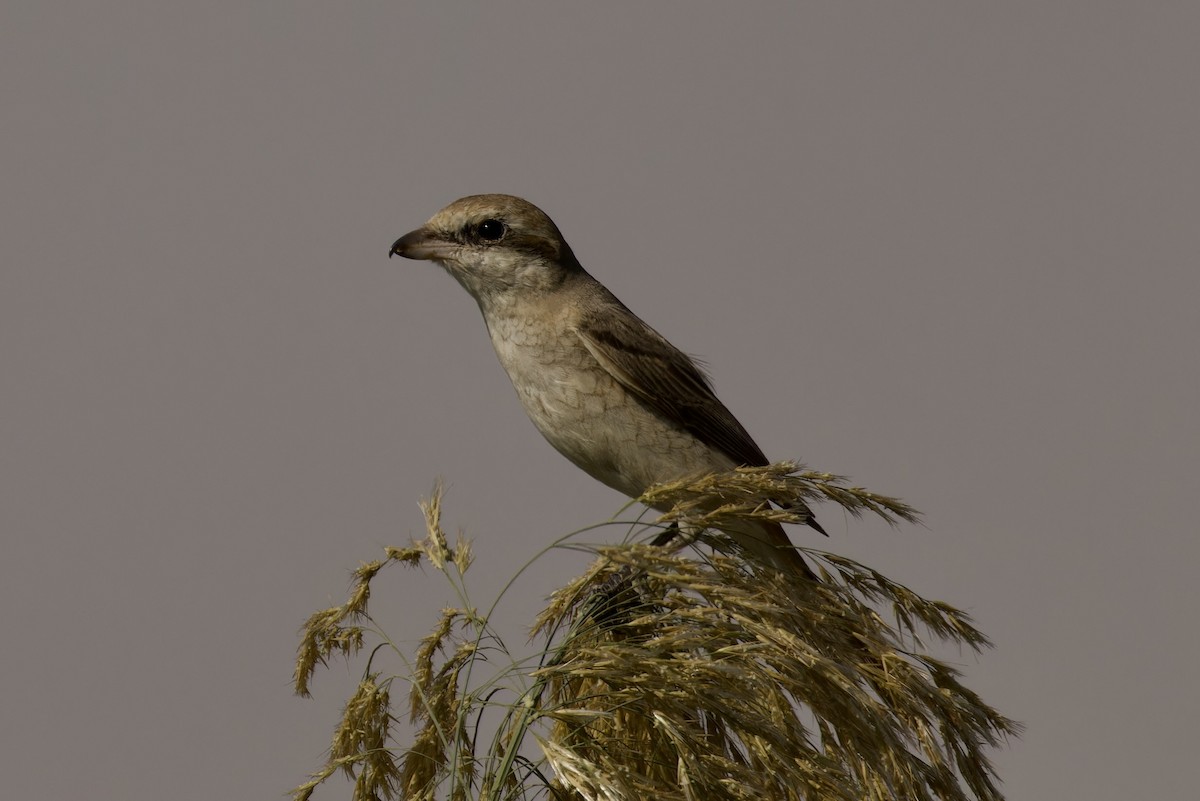 Türkistan/Moğolistan Örümcekkuşu - ML612062205