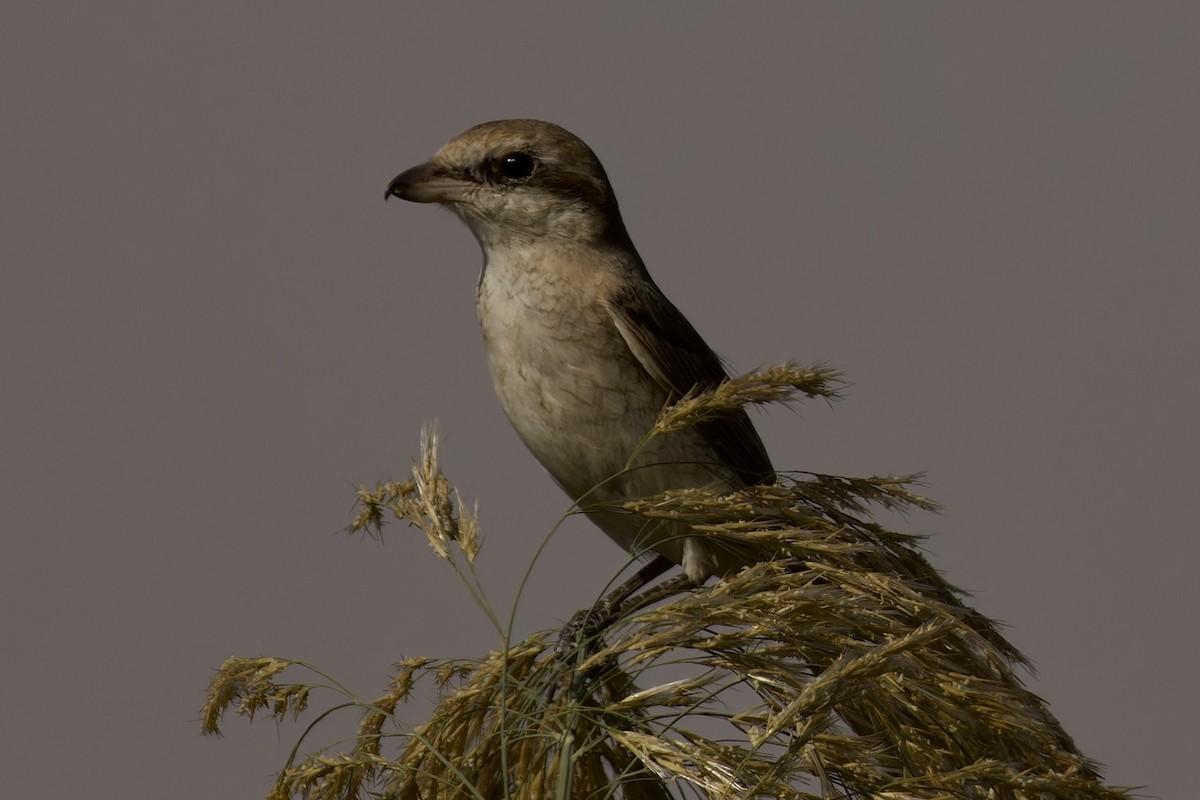 Red-tailed/Isabelline Shrike - ML612062206