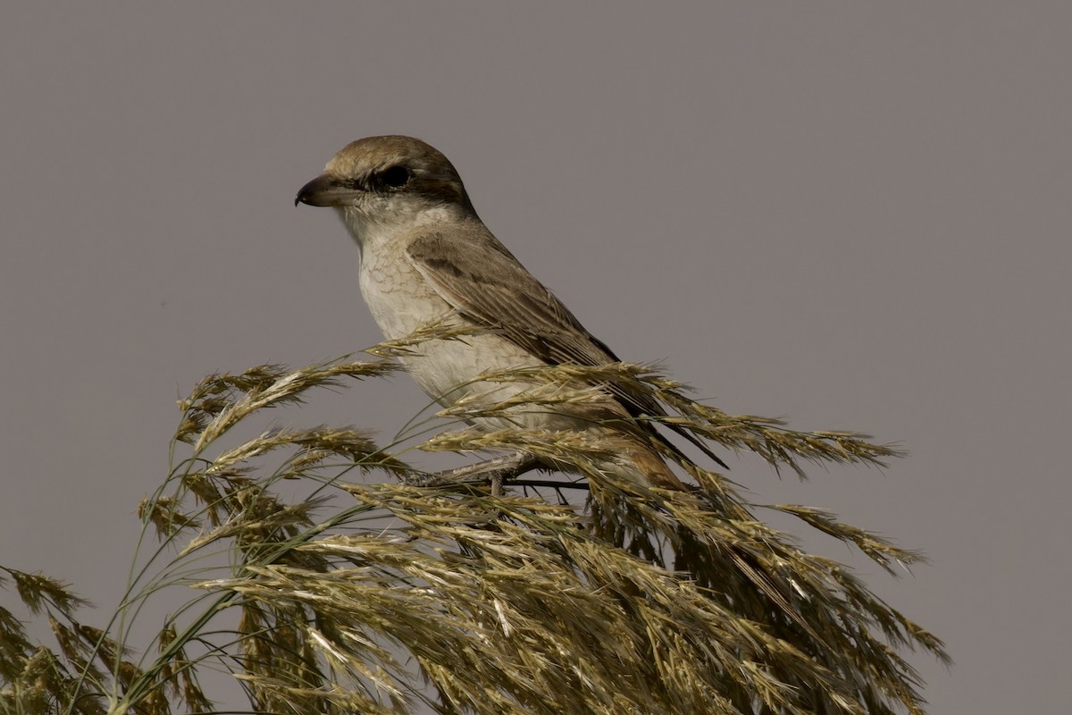 Red-tailed/Isabelline Shrike - ML612062207