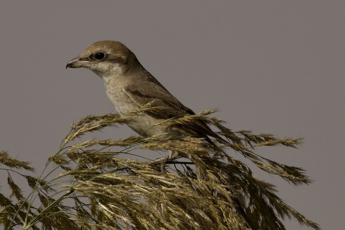 Red-tailed/Isabelline Shrike - Ted Burkett