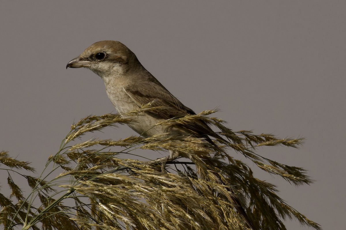 Red-tailed/Isabelline Shrike - ML612062208