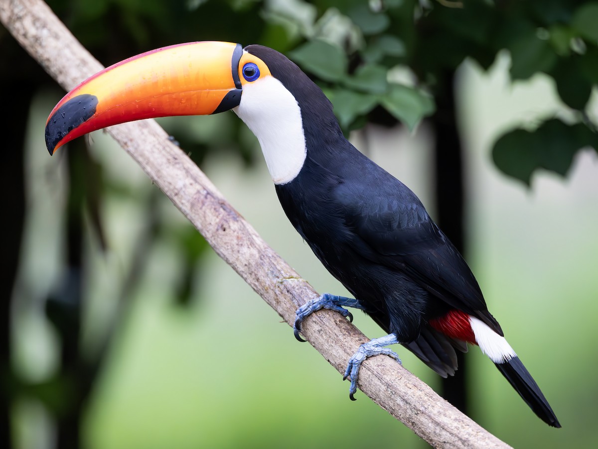 Toco Toucan - ML612062211