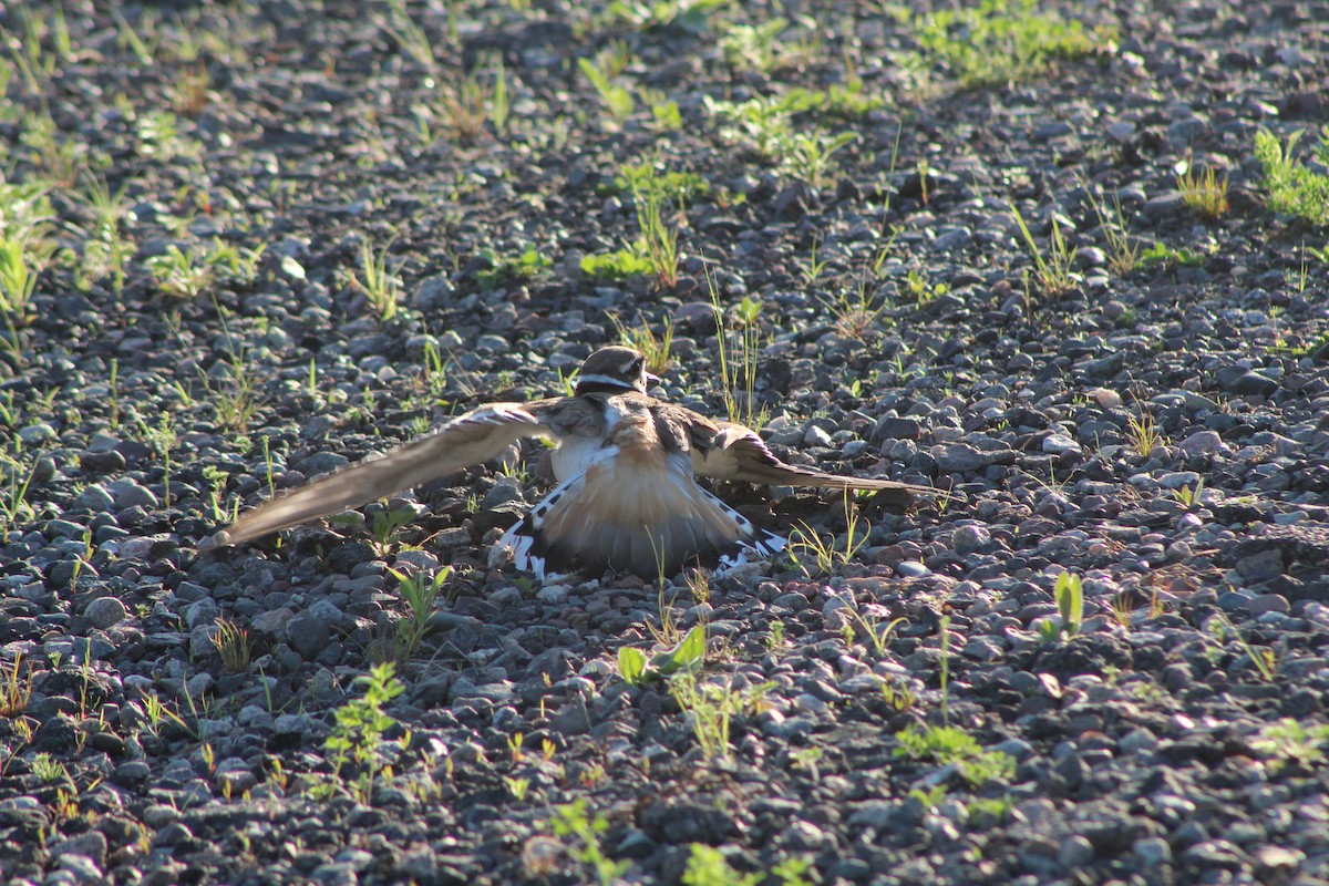 Killdeer - Bruce Bacon