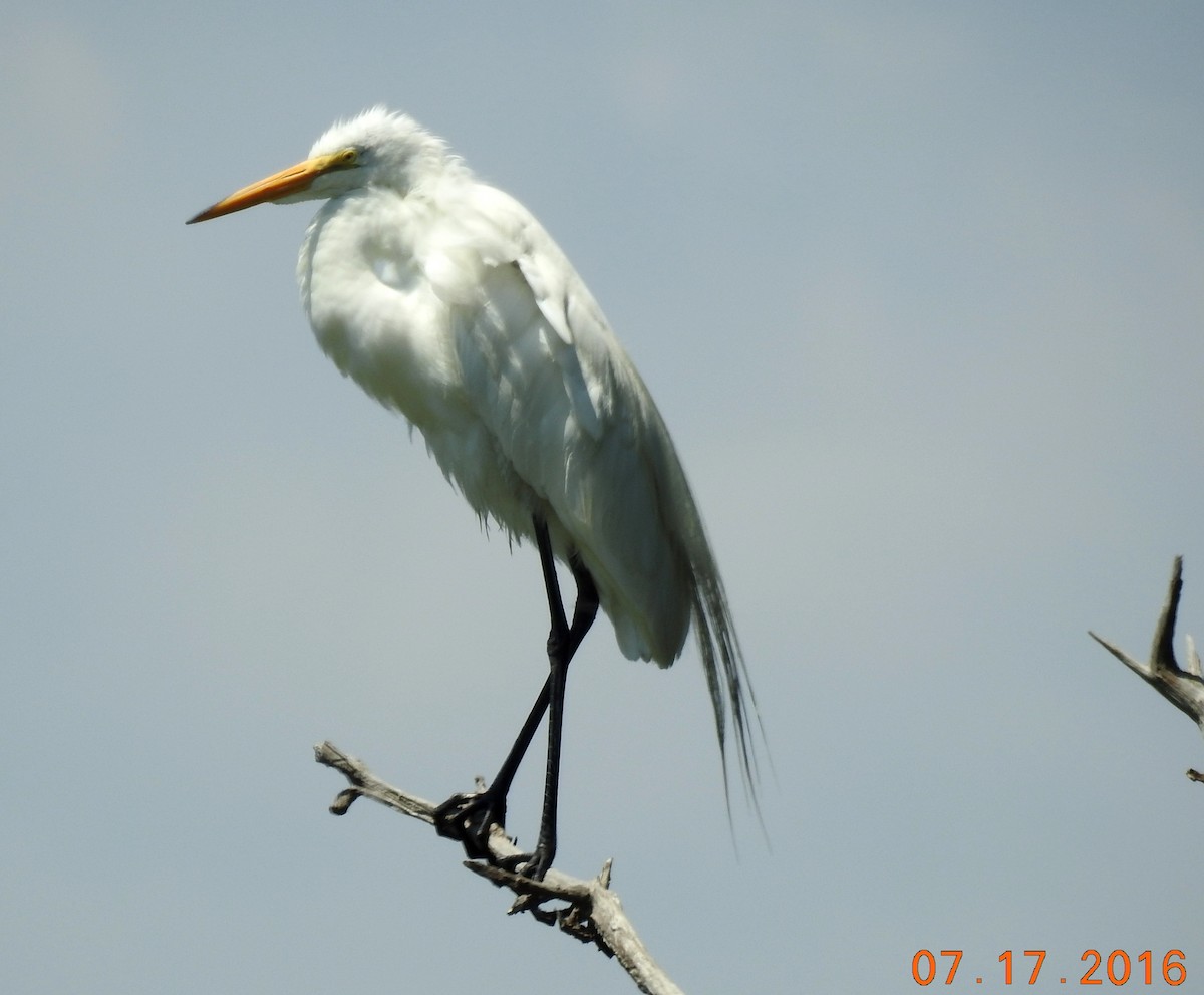 Great Egret - Sue Ascher