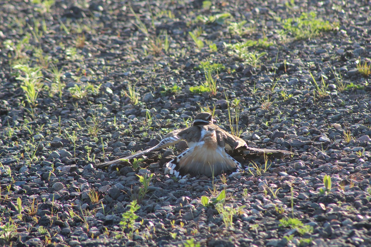 Killdeer - ML612062278