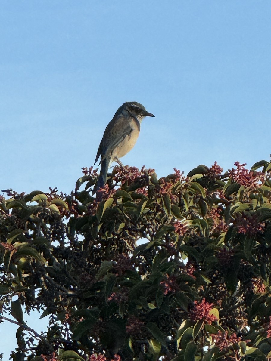 California Scrub-Jay - ML612062279