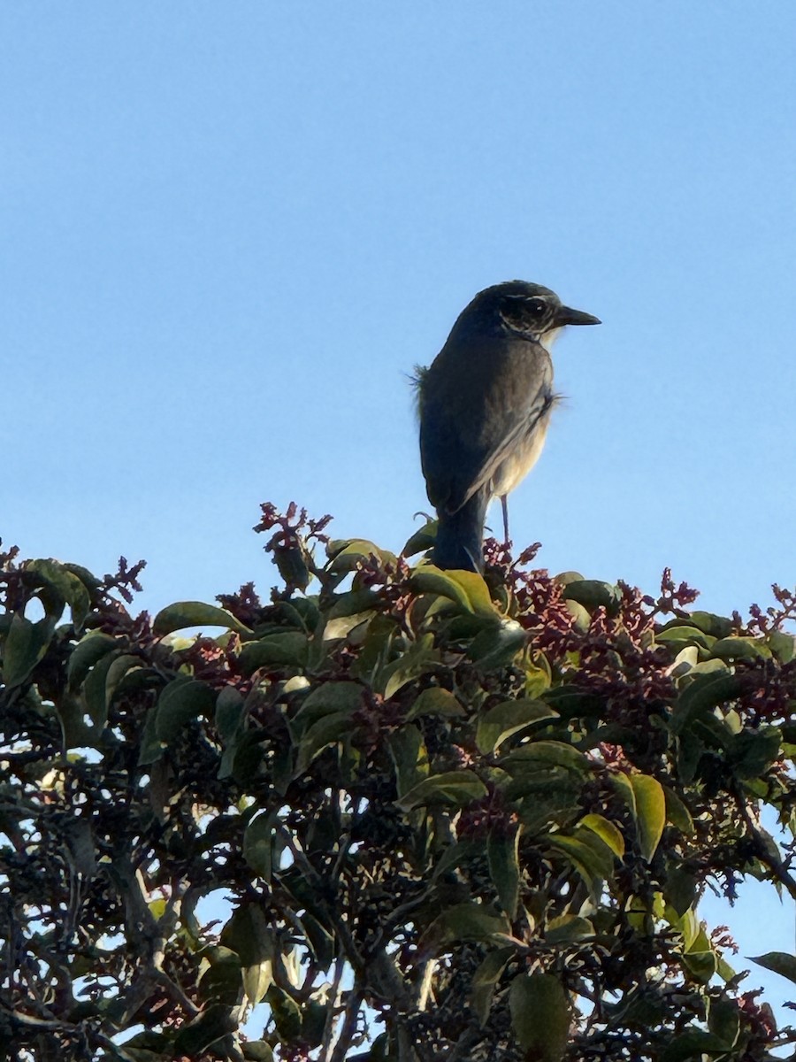 California Scrub-Jay - ML612062280