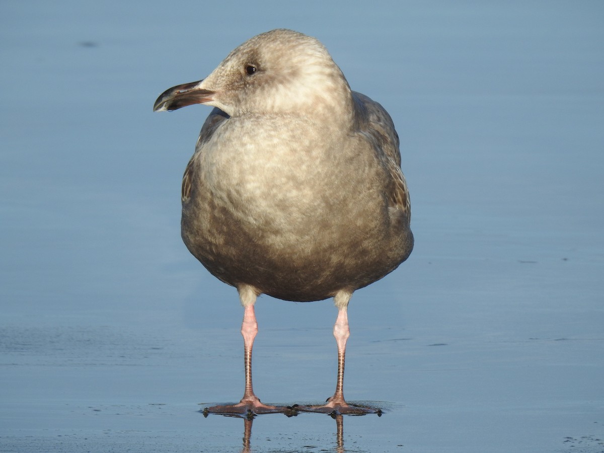 Glaucous-winged Gull - Justin Harris