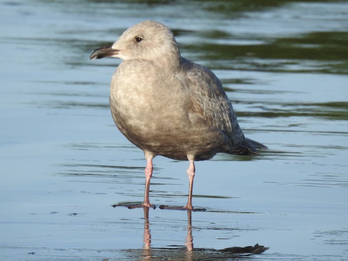 Glaucous-winged Gull - Justin Harris