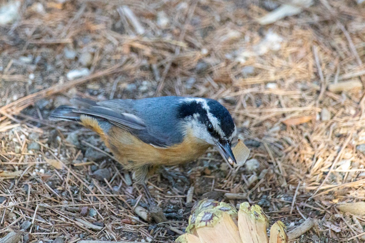 Red-breasted Nuthatch - ML612062392