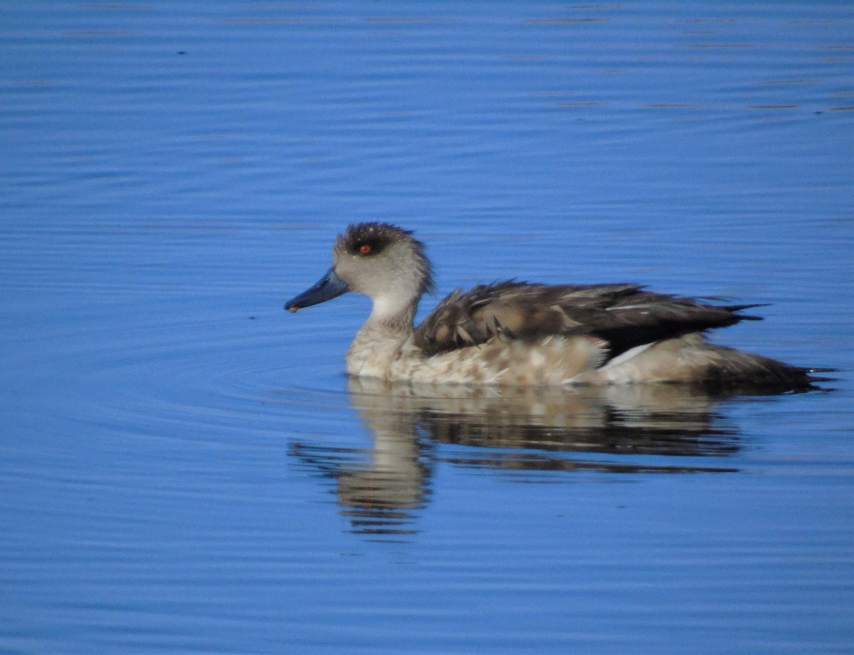 Crested Duck - ML612062433