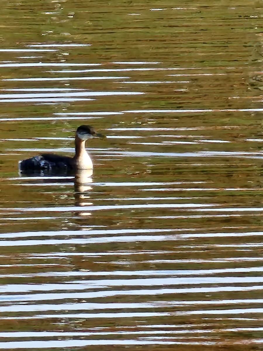 Red-necked Grebe - Kim Brown