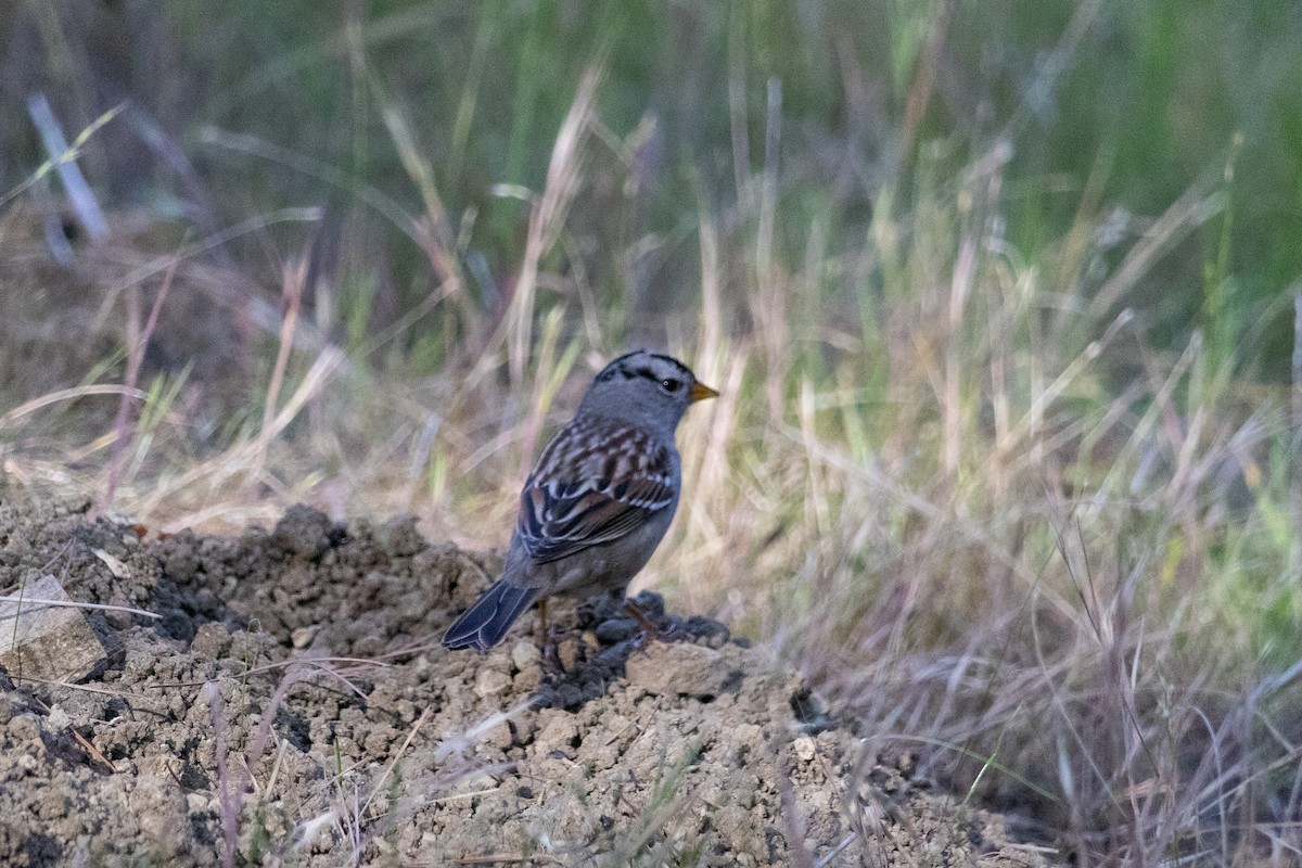 White-crowned Sparrow - ML612062576