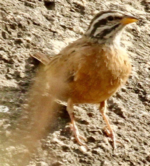 Gosling's Bunting - ML612062602