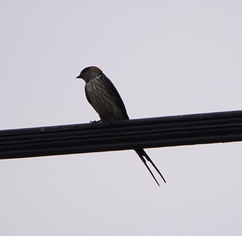 Red-rumped Swallow - Zhongyu Wang