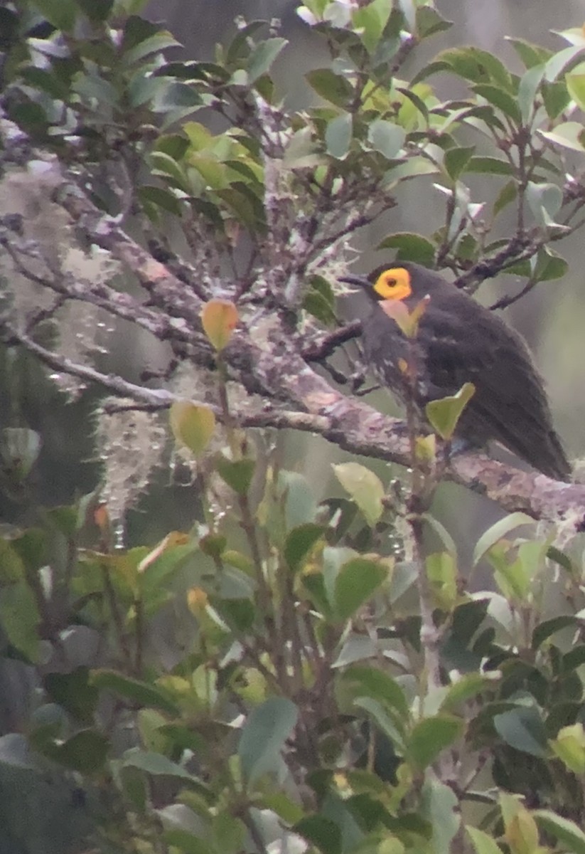 Arfak Honeyeater - ML612062684