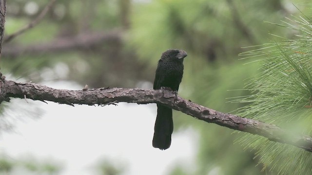 Smooth-billed Ani - ML612062702